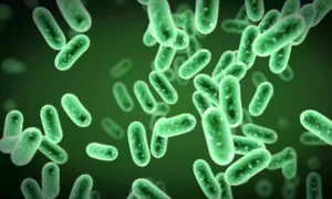 Bacteria 
