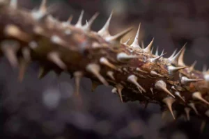Sharp Thorns