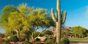 Anthem Arizona
