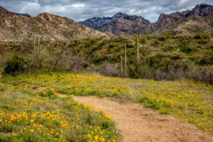 Catalina State Park