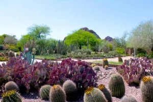 Desert Botanical Garden